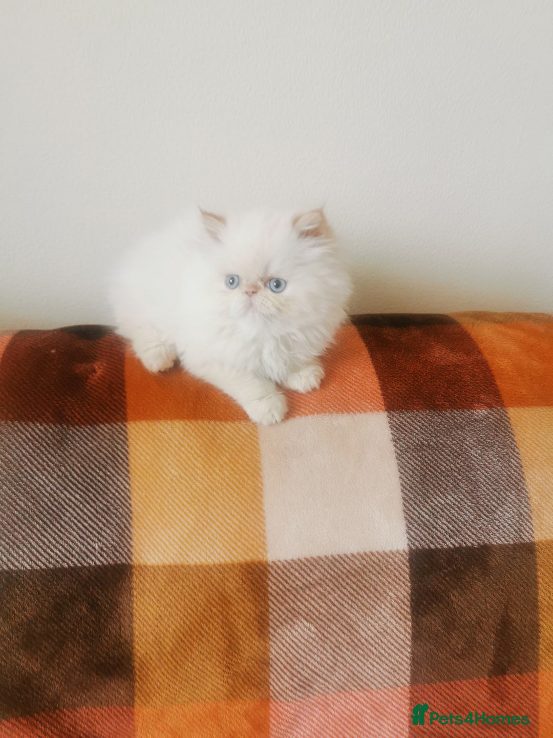Persian cats for sale: Pedigree exotic long haired  kittens - Image 3
