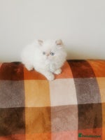 Persian cats - Advert 15