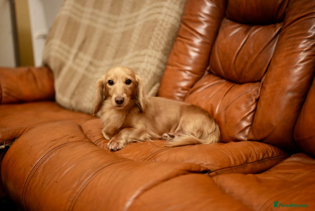 Miniature Dachshund dogs for stud: Beautiful English cream  - Advert 2