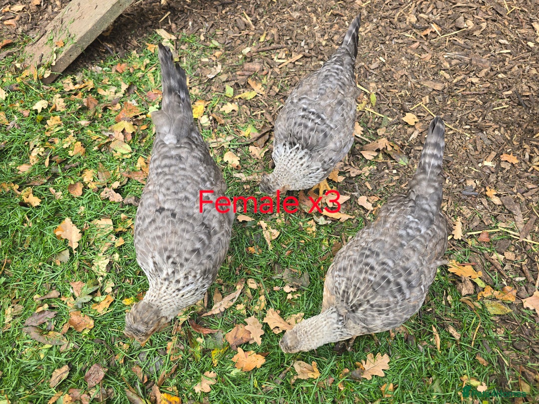 Chickens poultry for sale: Lavender Pekin Bantam Cream Legbar chickens  - Advert 3