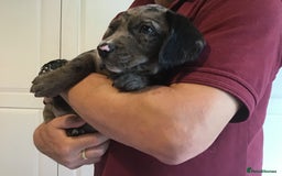 Cockerdor dogs for sale: Superb Quality Cockador Puppies, SHROPSHIRE  - Image 15