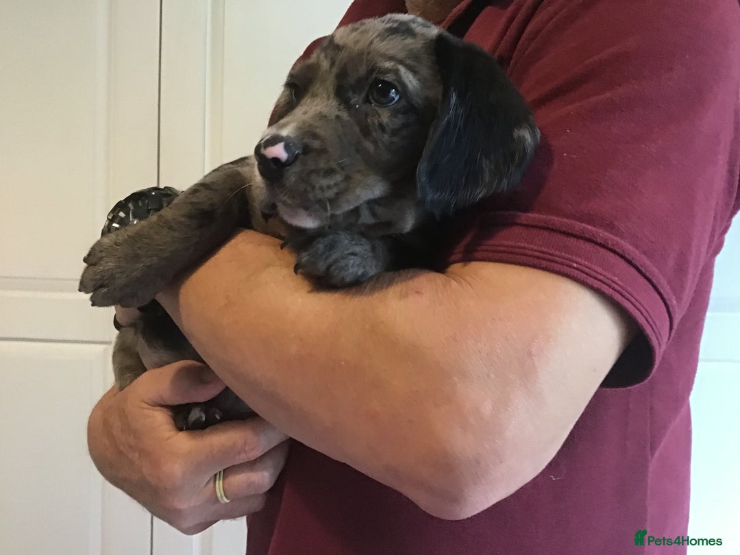 Cockerdor dogs for sale: Superb Quality Cockador Puppies, SHROPSHIRE  - Image 15