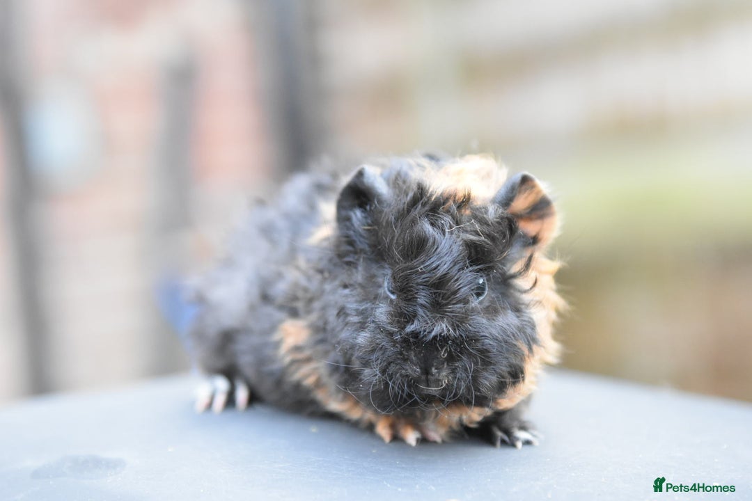 Guinea Pig rodents for sale: Baby Guinea Pigs Looking For New Home (All Males) - Advert 10