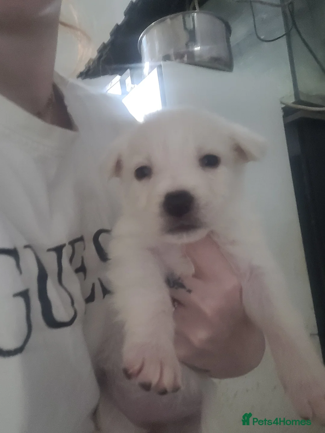 Mixed Breed dogs for sale: Golden shepherd - Advert 4