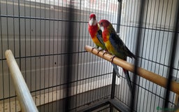 Parrots birds for sale: Golden rosellas  - Image 1