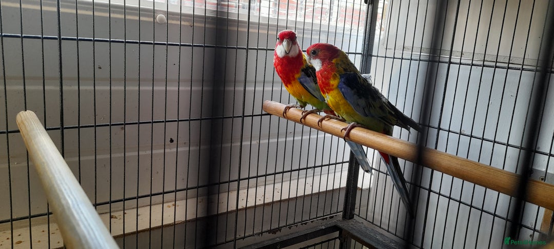 Parrots birds for sale: Golden rosellas  - Image 1