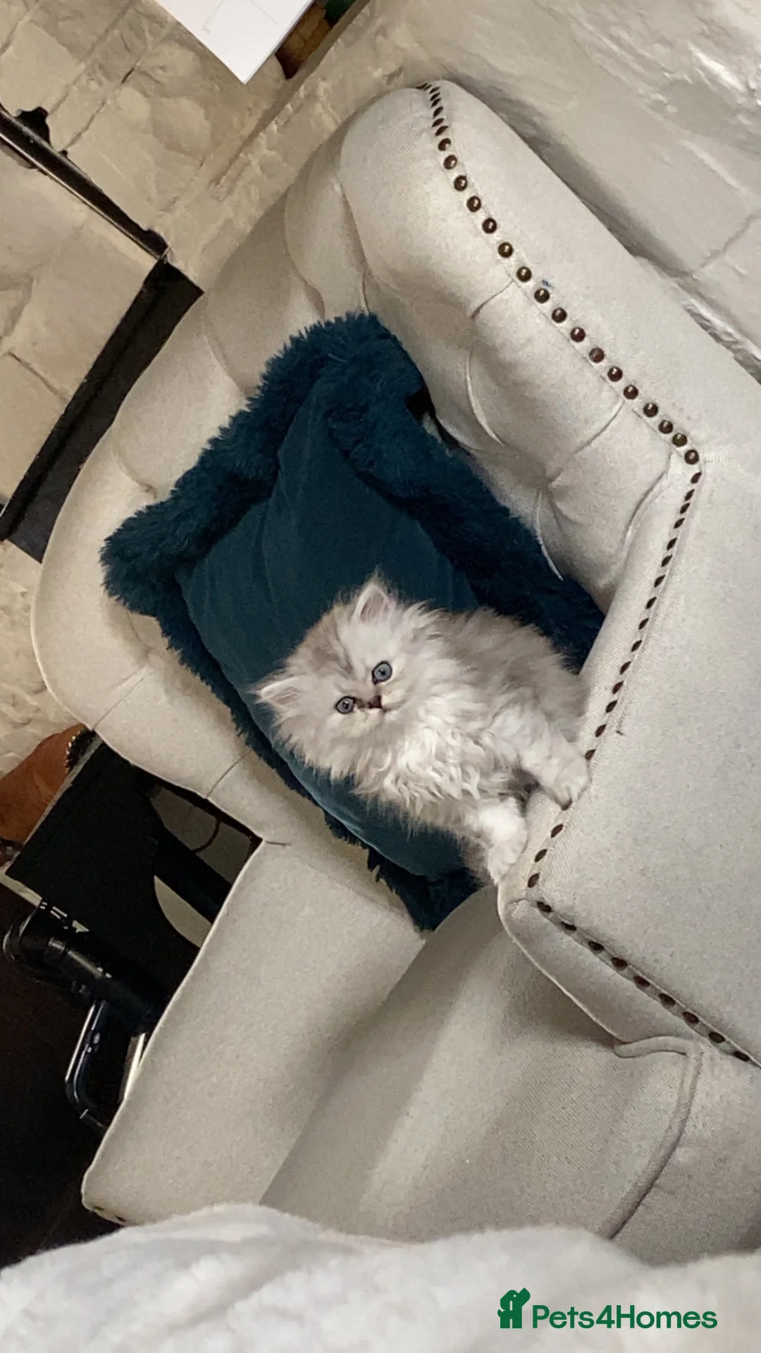 Persian cats for sale: Stunning Persian Chinchilla Kittens - Lancashire. - Advert 1