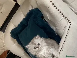 Persian cats Stunning Persian Chinchilla Kittens - Lancashire. - Advert 9
