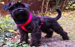 Miniature Schnauzer dogs for sale: Miniature schnauzer male - Image 4