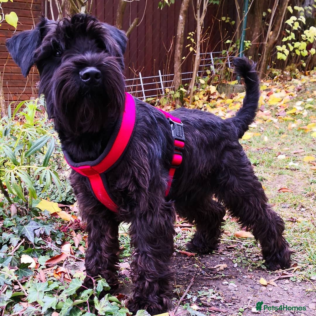 Miniature Schnauzer dogs for sale: Miniature schnauzer male - Image 4