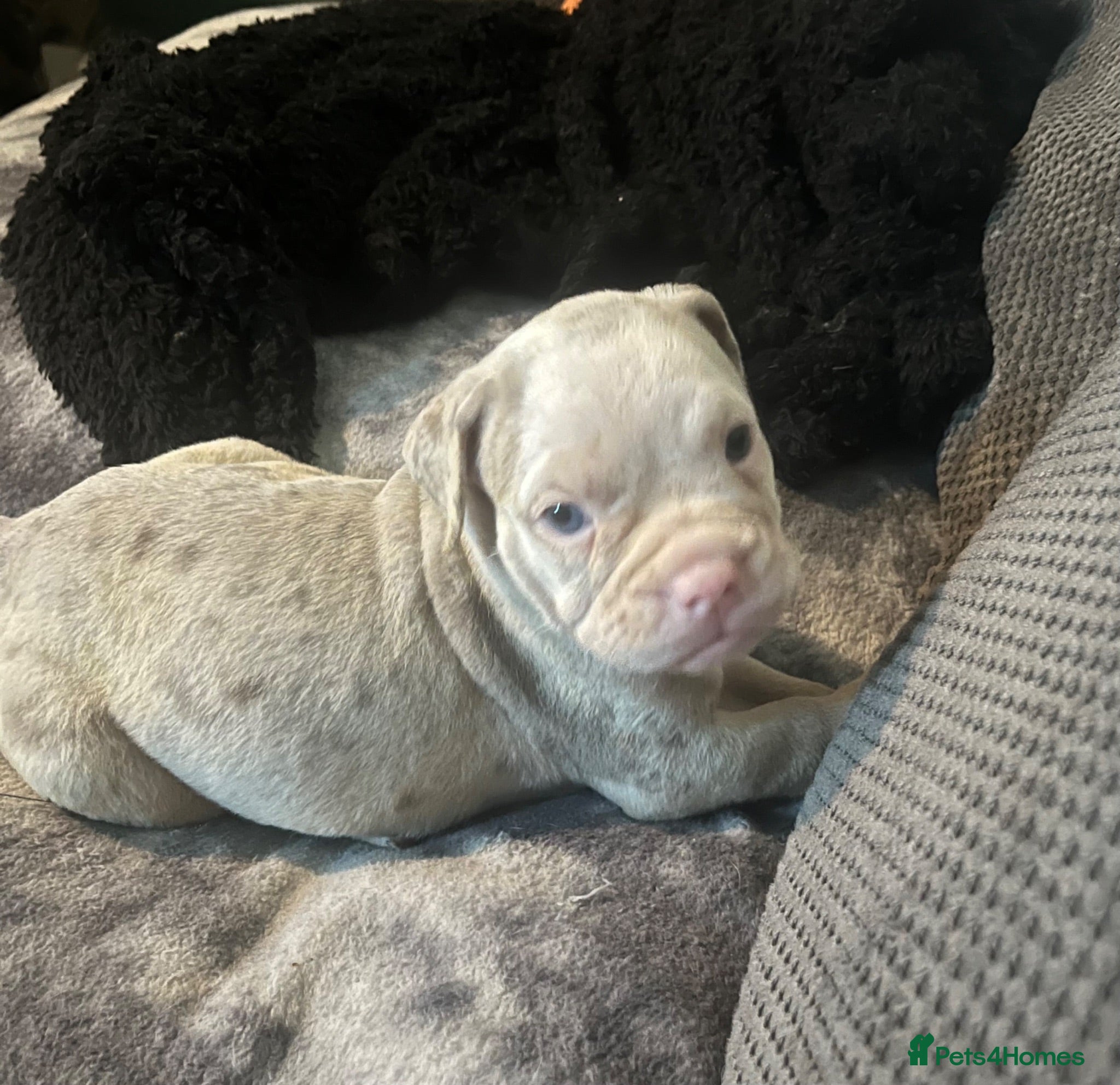 Olde English Bulldogge dogs Beautiful litter  - Advert 4