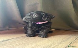 Cockapoo dogs for sale: 7 beautiful miniature cockapoos  - Image 10