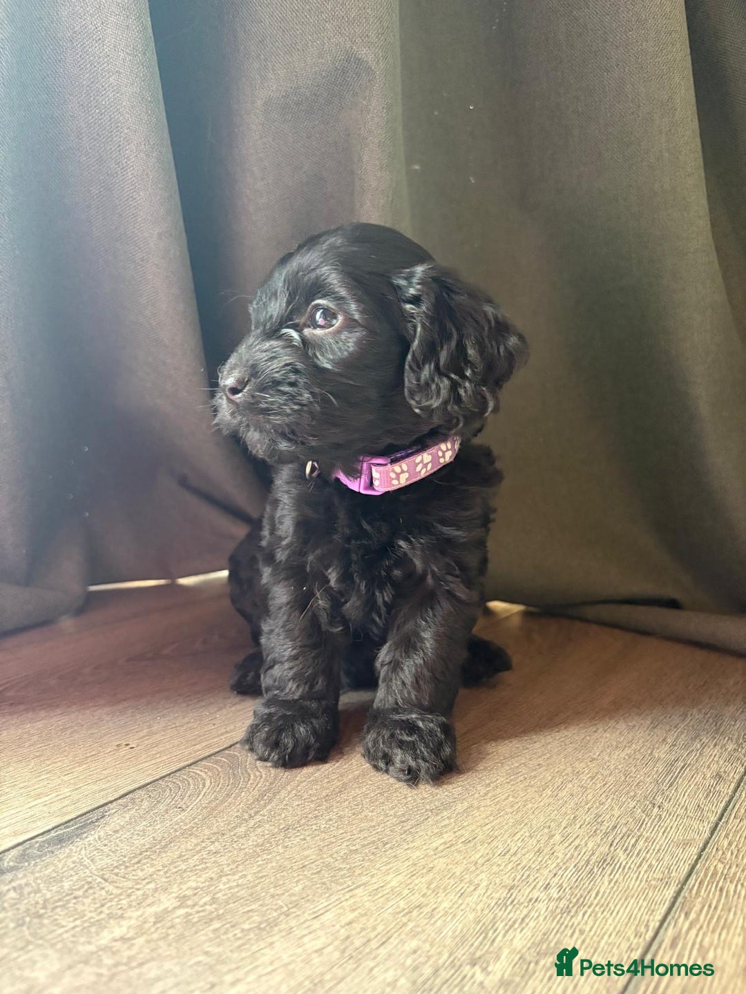 Cockapoo dogs for sale: 7 beautiful miniature cockapoos  - Image 10