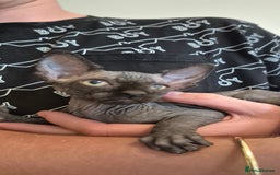 Sphynx cats for sale: Silver elf and black little babies - Image 20