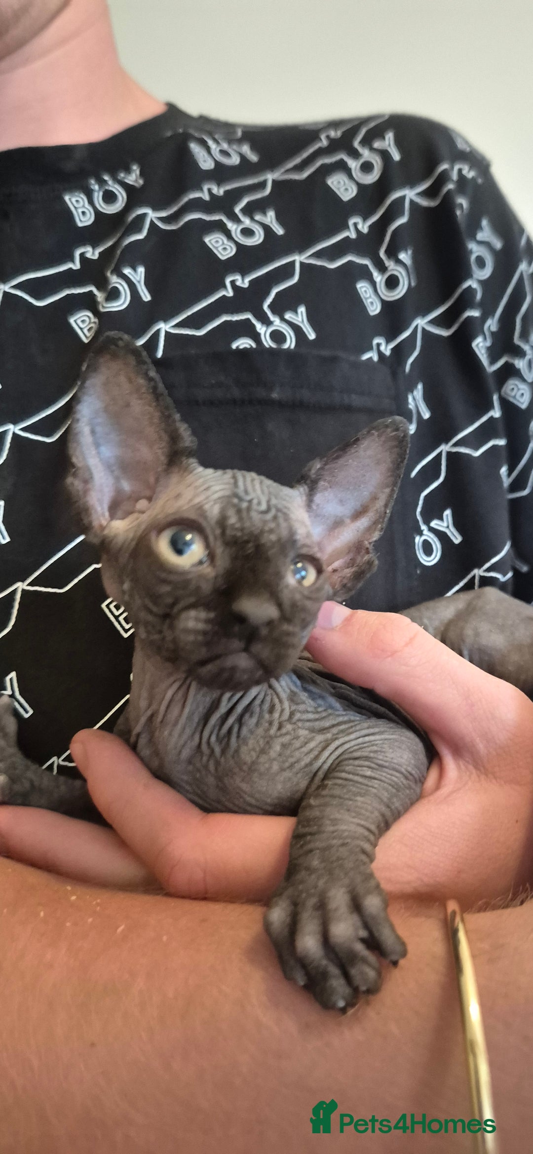 Sphynx cats for sale: Silver elf and black little babies - Image 20