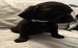 Labrador Retriever dogs for sale: Ready now beautiful Labrador retriever puppies - Image 21