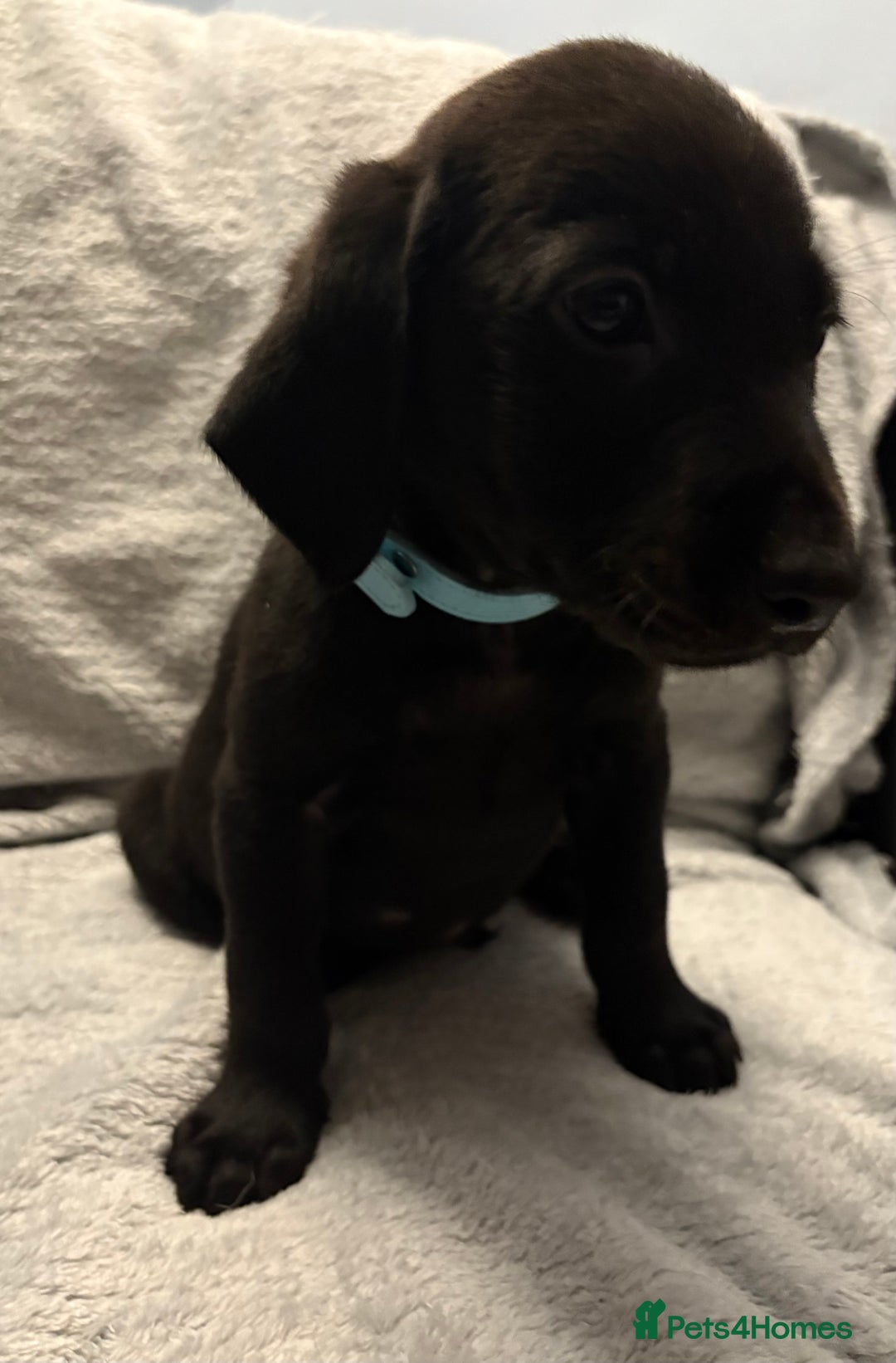 Labrador Retriever dogs for sale: Ready now beautiful Labrador retriever puppies - Image 21