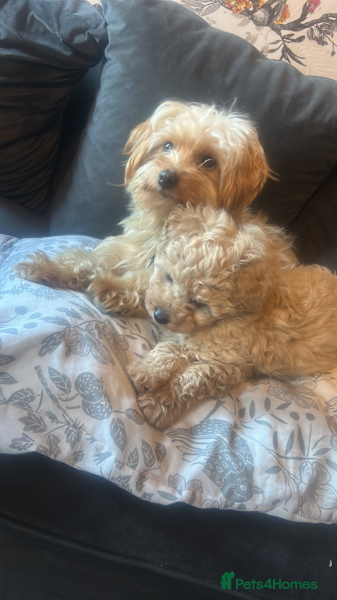 Mixed Breed dogs for sale: Girl maltipoo - Advert 5
