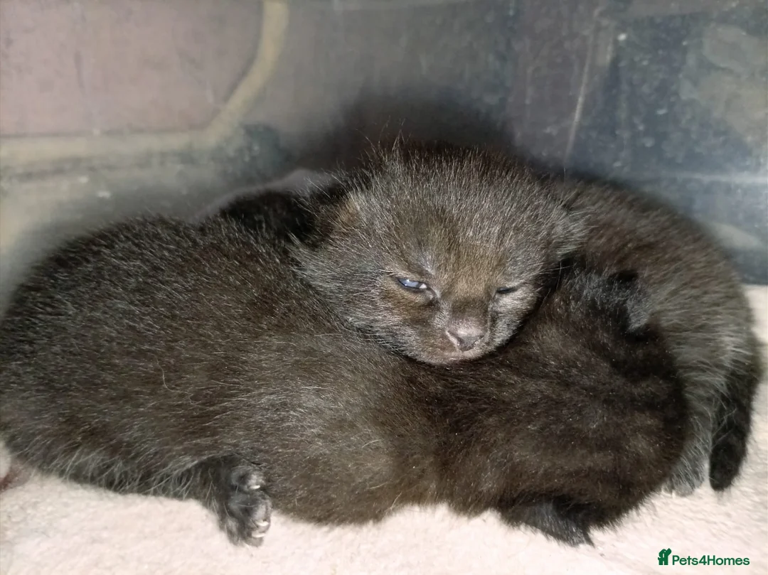 Mixed Breed cats for sale: 3 mixed breed kittens for sale - Advert 5