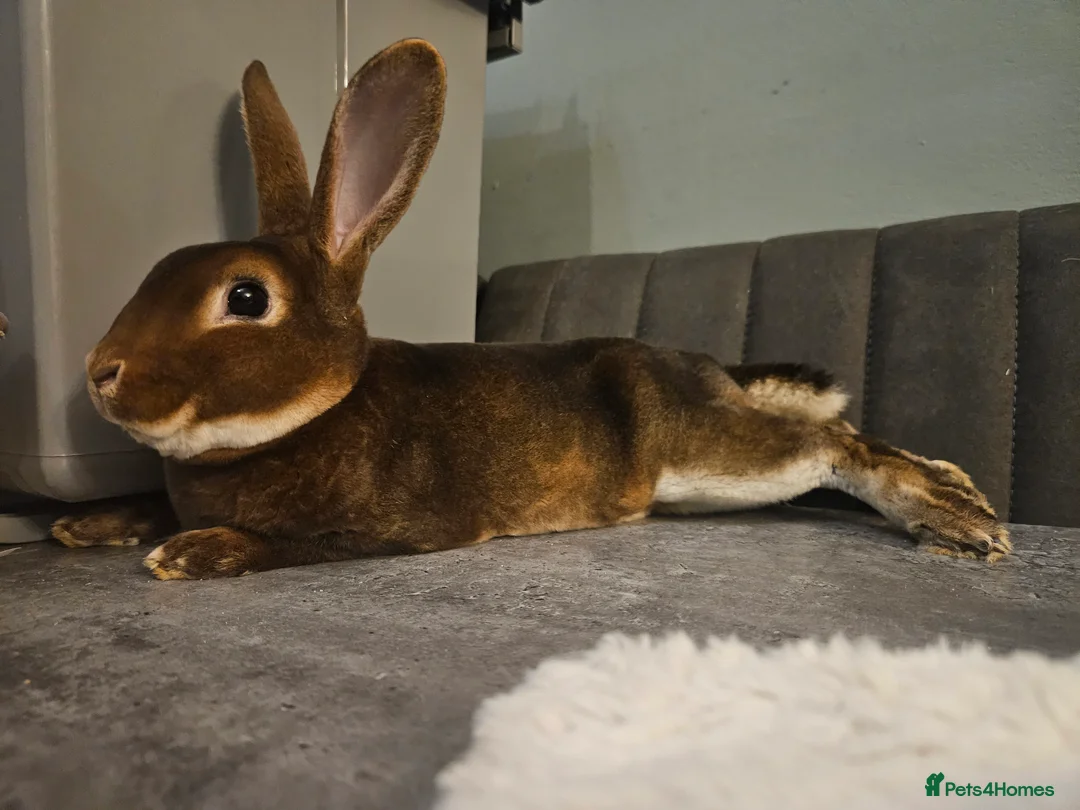 Rex rabbits for sale: Purebred Chocolate Otter Mini Rex buck 12 weeks  - Advert 2