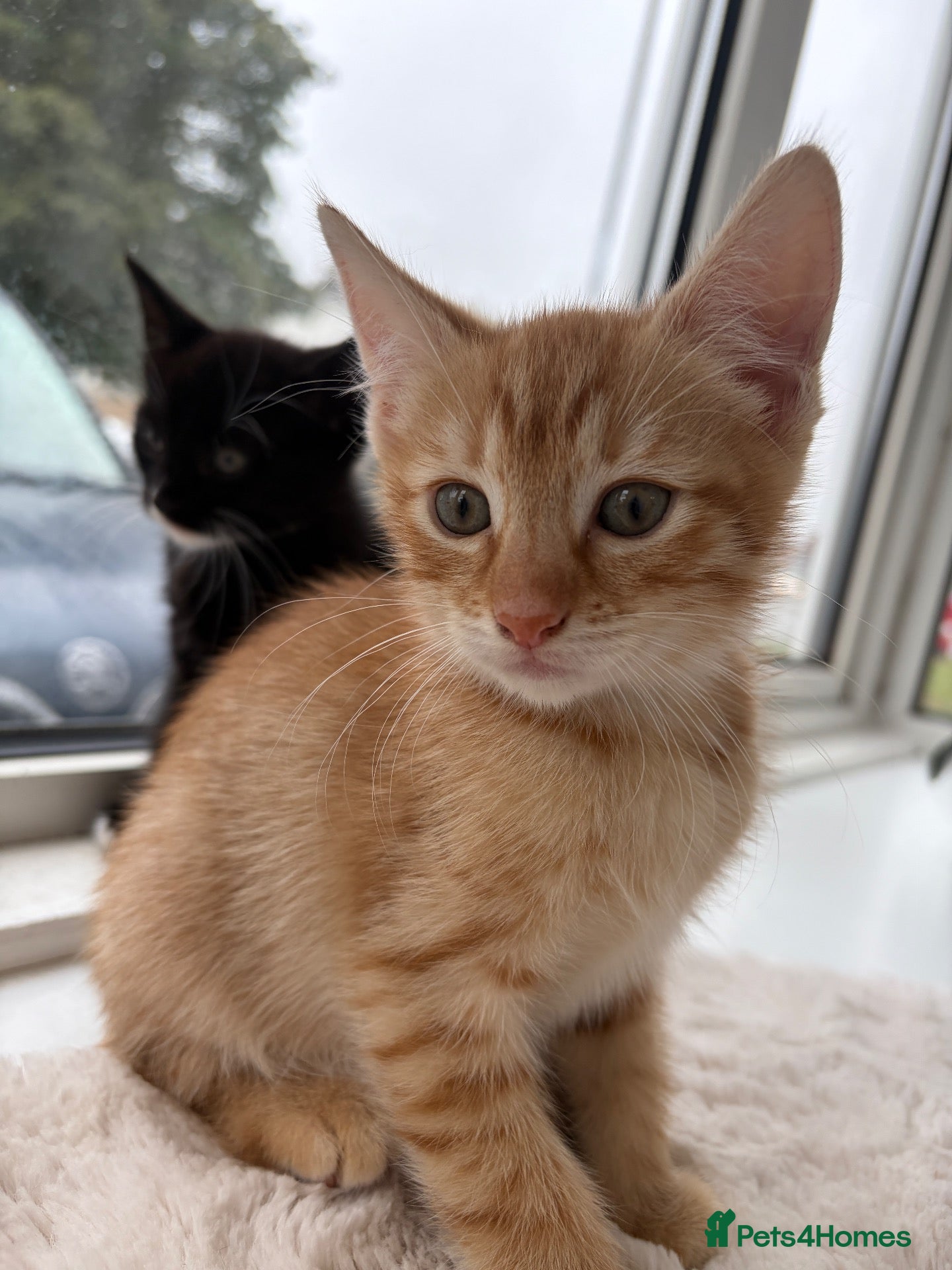 Mixed Breed cats Kittens looking for a lovely family  - Advert 3