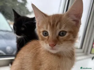 Mixed Breed cats Kittens looking for a lovely family - Advert 3