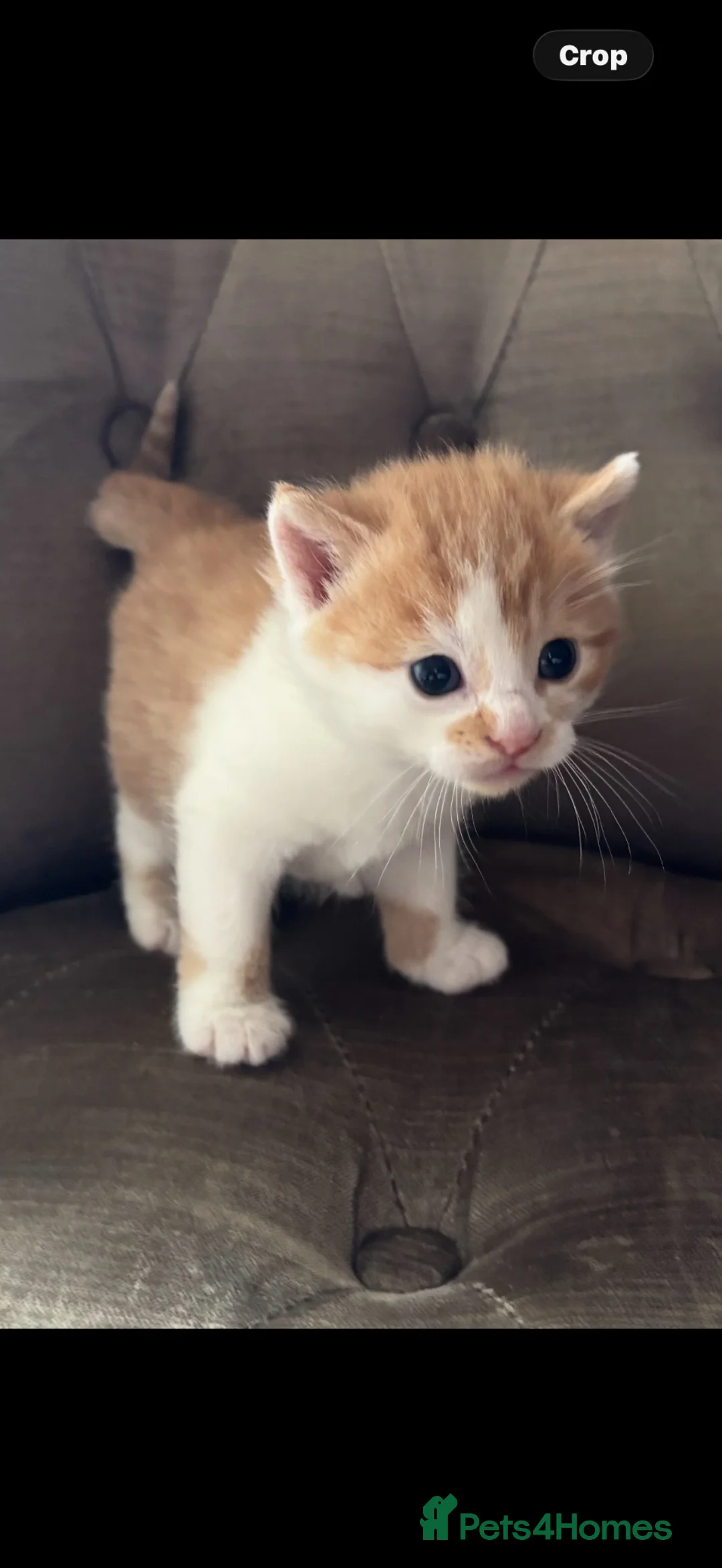 Mixed Breed cats for sale: Kittens 8 weeks old mainecoon cross ready now 🙀🐈 in Croydon - Advert 1