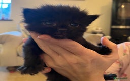 Mixed Breed cats for sale: Ragdoll cross babies fluffy babies  - Image 1