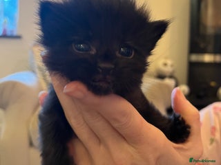 Mixed Breed cats - Advert 2