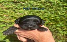 Cockapoo dogs for sale: Gorgeous cockapoo puppies!  - Image 11