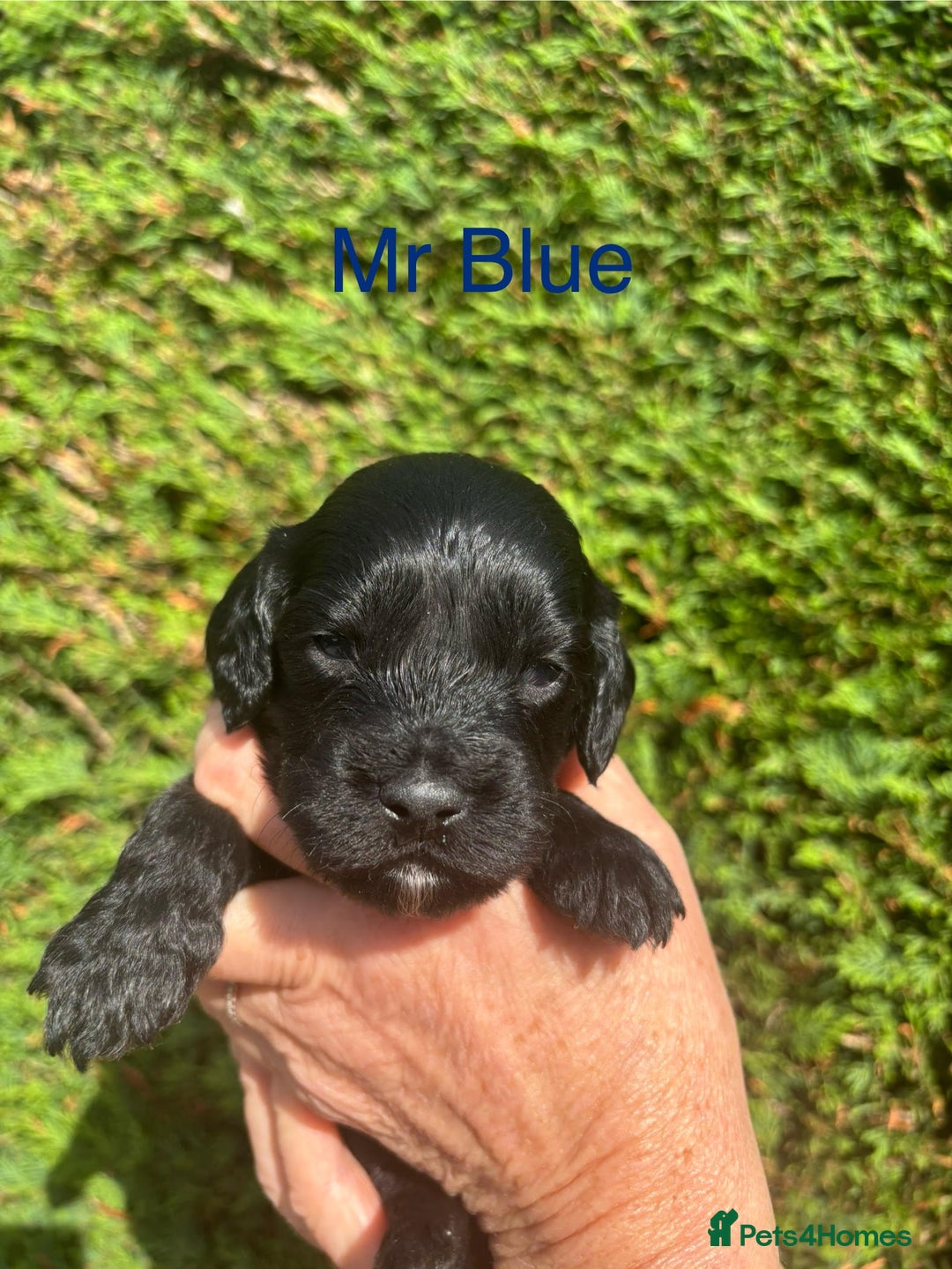 Cockapoo dogs for sale: Gorgeous cockapoo puppies!  - Image 11