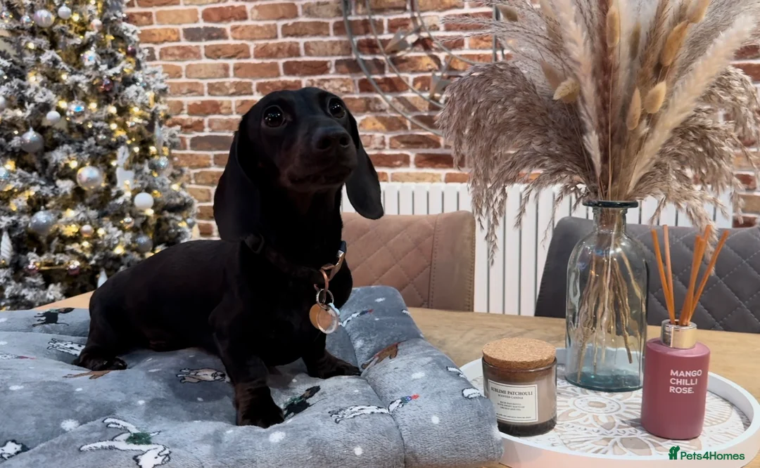 Miniature Dachshund dogs for stud: Rare KC Reg & Health Tested Miniature Dachshund in Rotherham - Advert 27