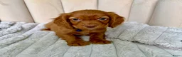 Cocker Spaniel dogs for sale: Adorable Red Cocker Spaniel Puppies 🐶❤️ - Advert 11