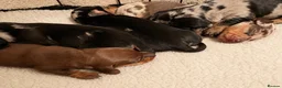 Miniature Dachshund dogs for sale: Beautiful Litter -  K.C Registered  - Advert 11