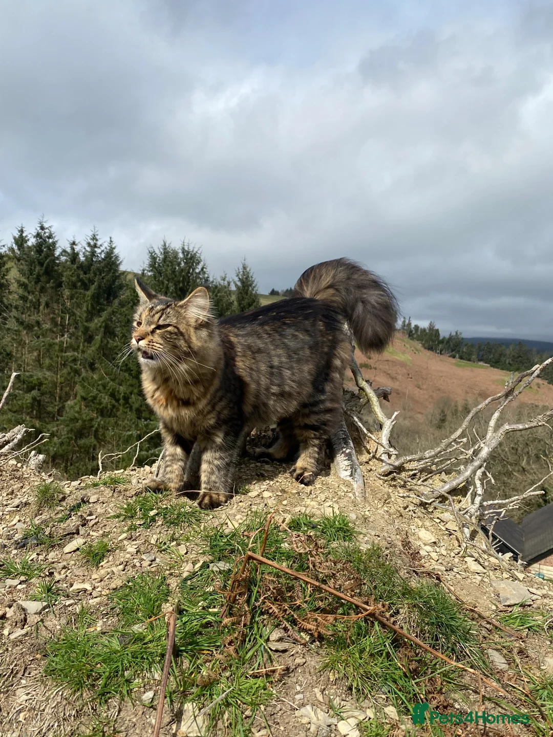Maine Coon cats for sale: Maine Coon cross kittens  in Llangollen - Advert 1