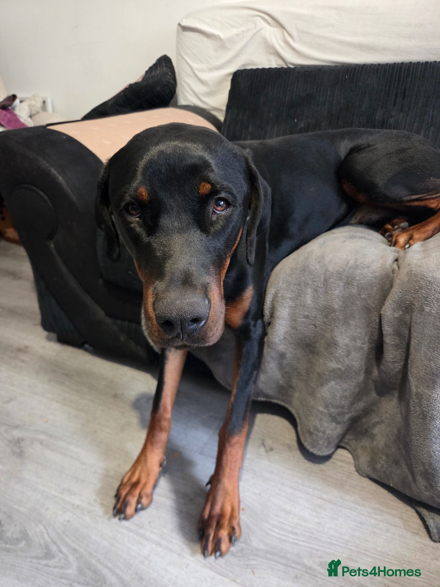 Dobermann dogs Mixed doberman/rottweiler  - Advert 1