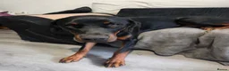 Dobermann dogs for sale: Mixed doberman/rottweiler  in Saint Columb - Advert 1
