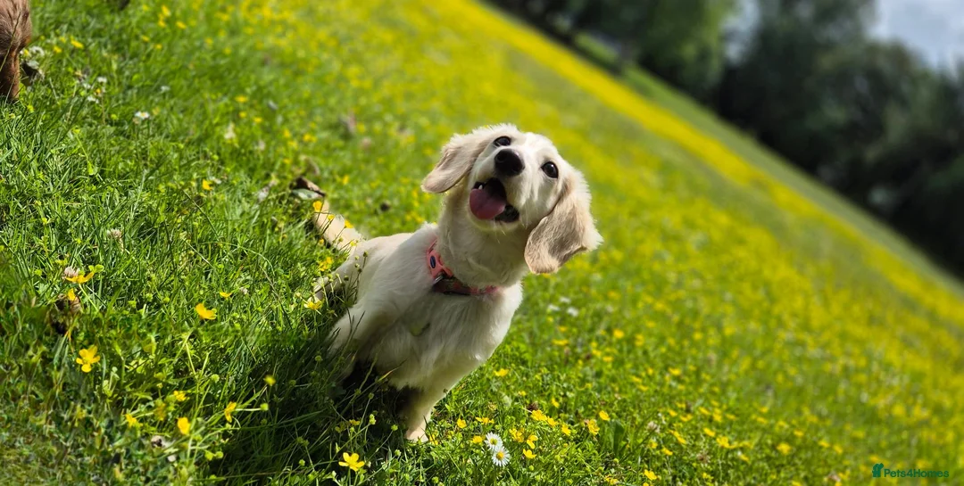 Miniature Dachshund dogs for sale: Female Cream Minature Dachshund  - Advert 2