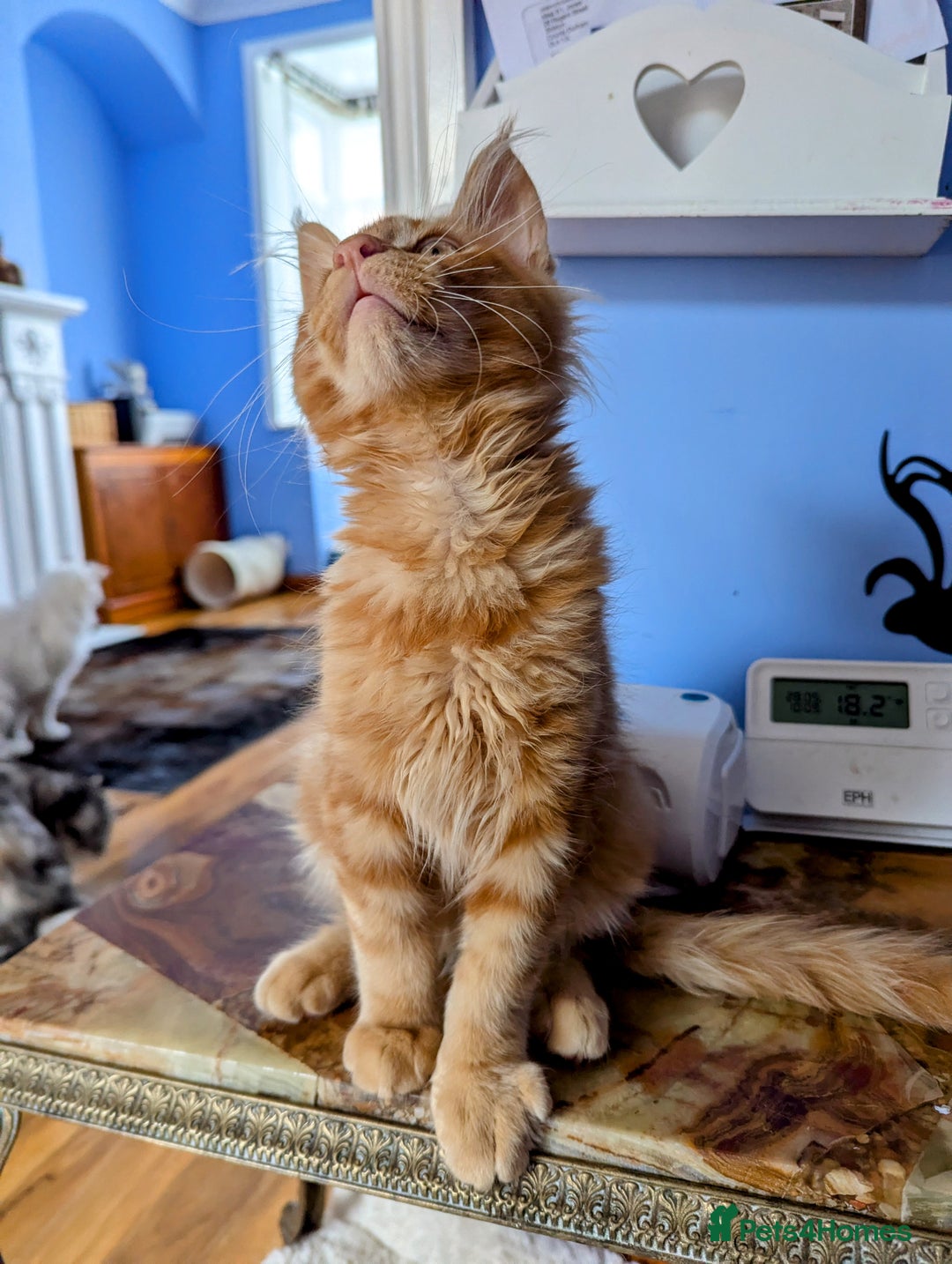Maine Coon cats for sale: Beautiful Pedigree Maine Coon Kittens  - Image 19