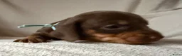 Dachshund dogs for sale: Dachshund puppies for sale - Advert 10