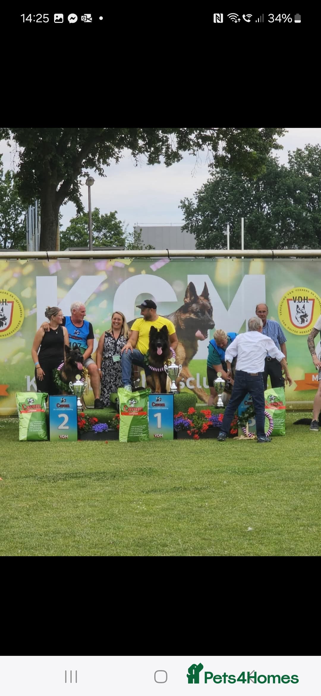 German Shepherd dogs OUTSTANDING long coat female puppy READY NOW - Advert 1