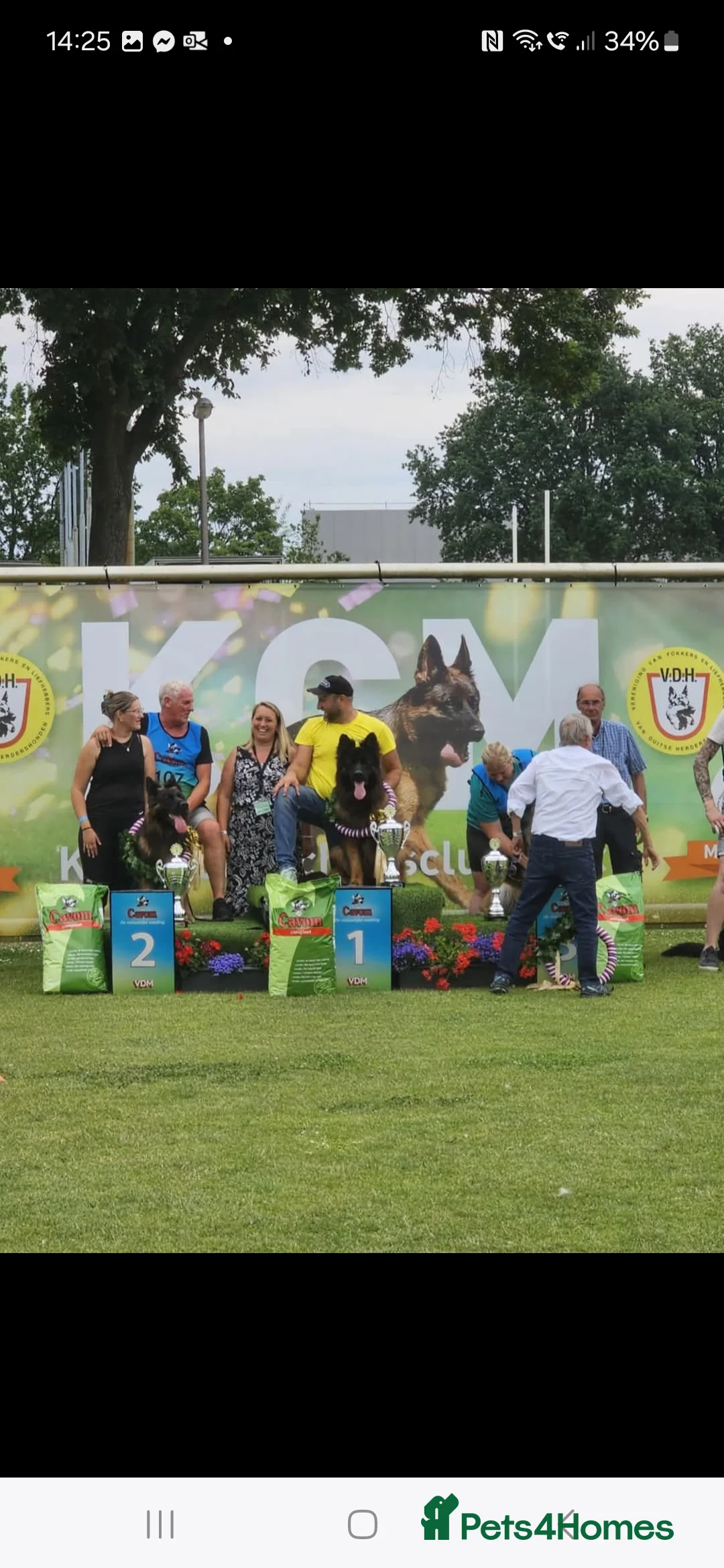 German Shepherd dogs for sale: OUTSTANDING long coat female puppy READY NOW - Advert 2