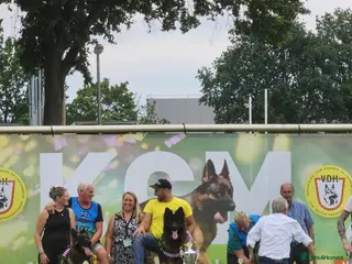 German Shepherd dogs OUTSTANDING long coat female puppy READY NOW - Advert 1