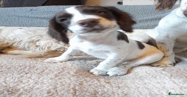 Sprocker dogs - Advert 10