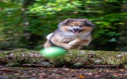 Pomsky dogs for stud: Gorgeous F2 Pomsky for stud - Advert 6