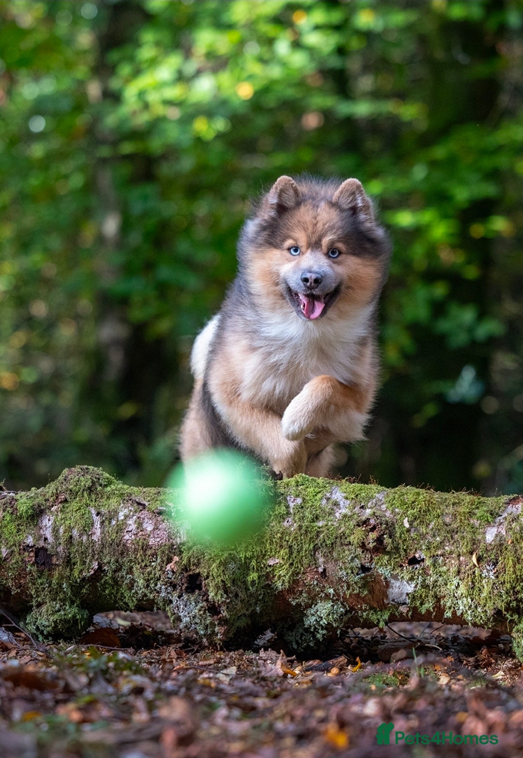 Pomsky dogs for stud: Gorgeous F2 Pomsky for stud - Advert 6