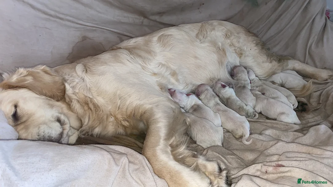 Golden Retriever dogs for sale: KC registered golden Retriever’s  in Hull - Advert 2