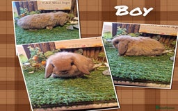 Mini Lop rabbits for sale: Mini lop kits available soon  - Image 3