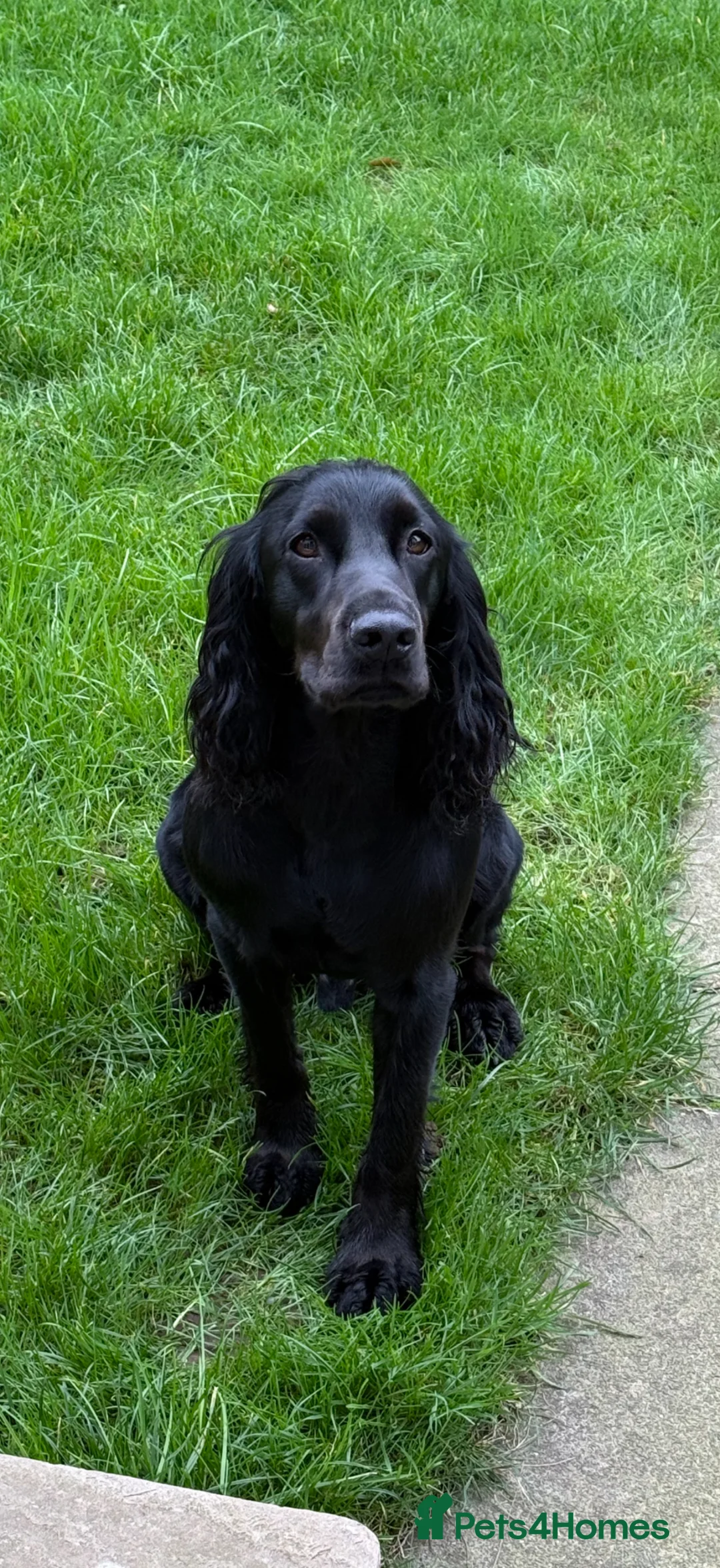 Cocker Spaniel dogs for stud: For stud beautiful black working cocker spaniel  - Advert 1