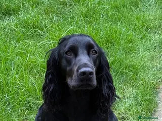 Cocker Spaniel dogs For stud beautiful black working cocker spaniel - Advert 18